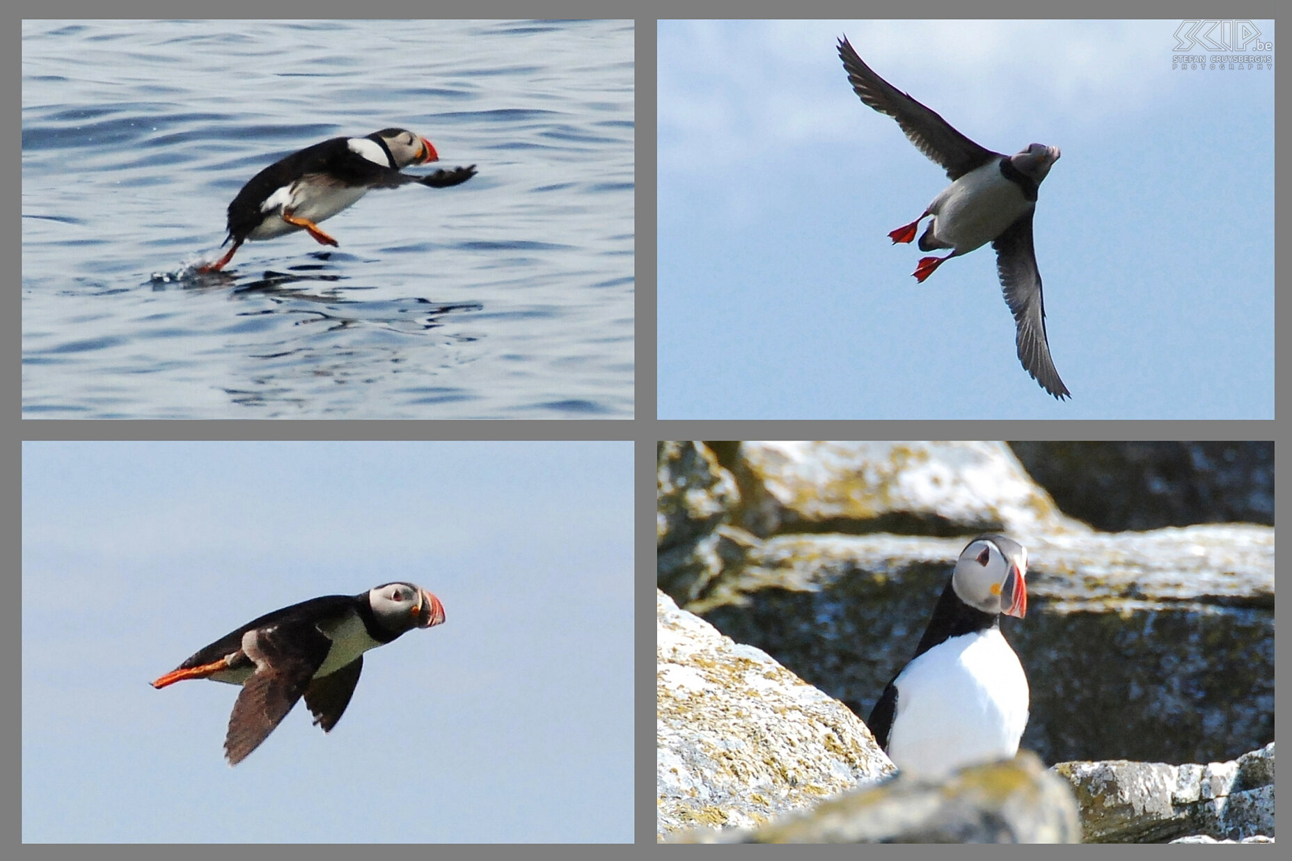 Måstad - Puffins We descended further in order to observe these puffins from up close. They are wonderful birds with a colourful bill which they use not only to feed themselves with little fishes, but also to build nests under the rocks. Despite the fact that these birds fly over us and sometimes land between the rocks, it is very difficult to take a good picture. Here you can see a collage of the best snapshots. Stefan Cruysberghs